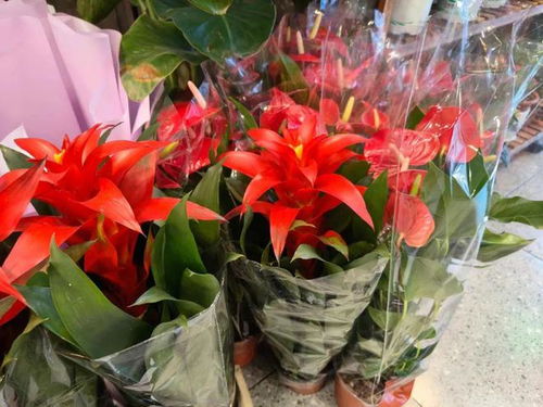 年銷花卉為春節添彩，禮品花卉市場綻放新春