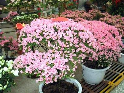 北京望京花卉市場(chǎng) 禮品花卉的繽紛世界與選購指南