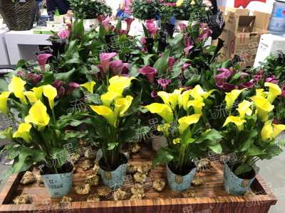 流星花園花卉 一站式連鎖品牌，為你掃除禮品花卉銷售創(chuàng)業(yè)障礙